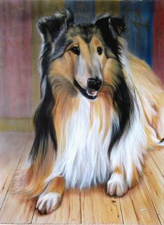 Collie Dog Portrait for my Parents